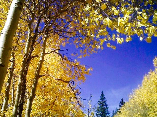 Aspen beauty