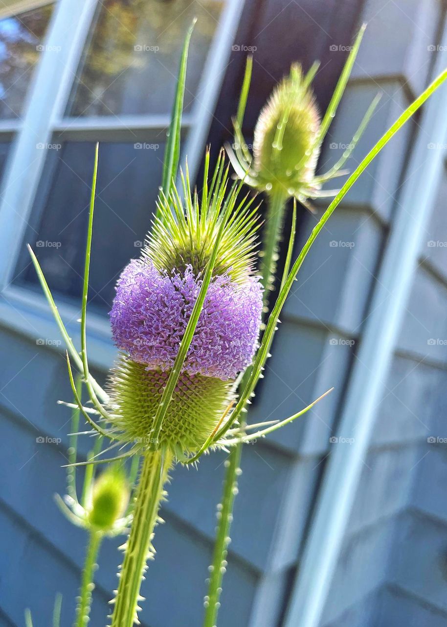 The Teasel seeds my gran took from Jane Austin’s garden have finally flowered.. 