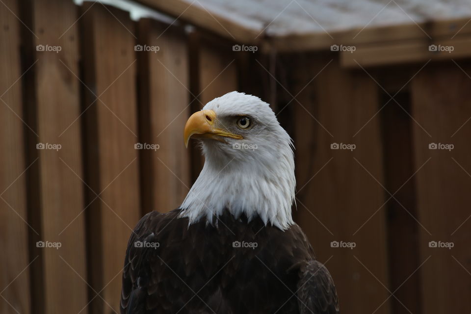 Bald eagle looking left 