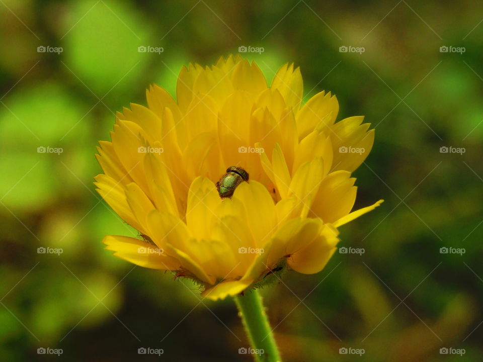 beautiful flowers Calendula officinalis, the pot marigold, ruddles, common marigold or Scotch marigold, is a plant in the genus Calendula of the family Asteraceae.