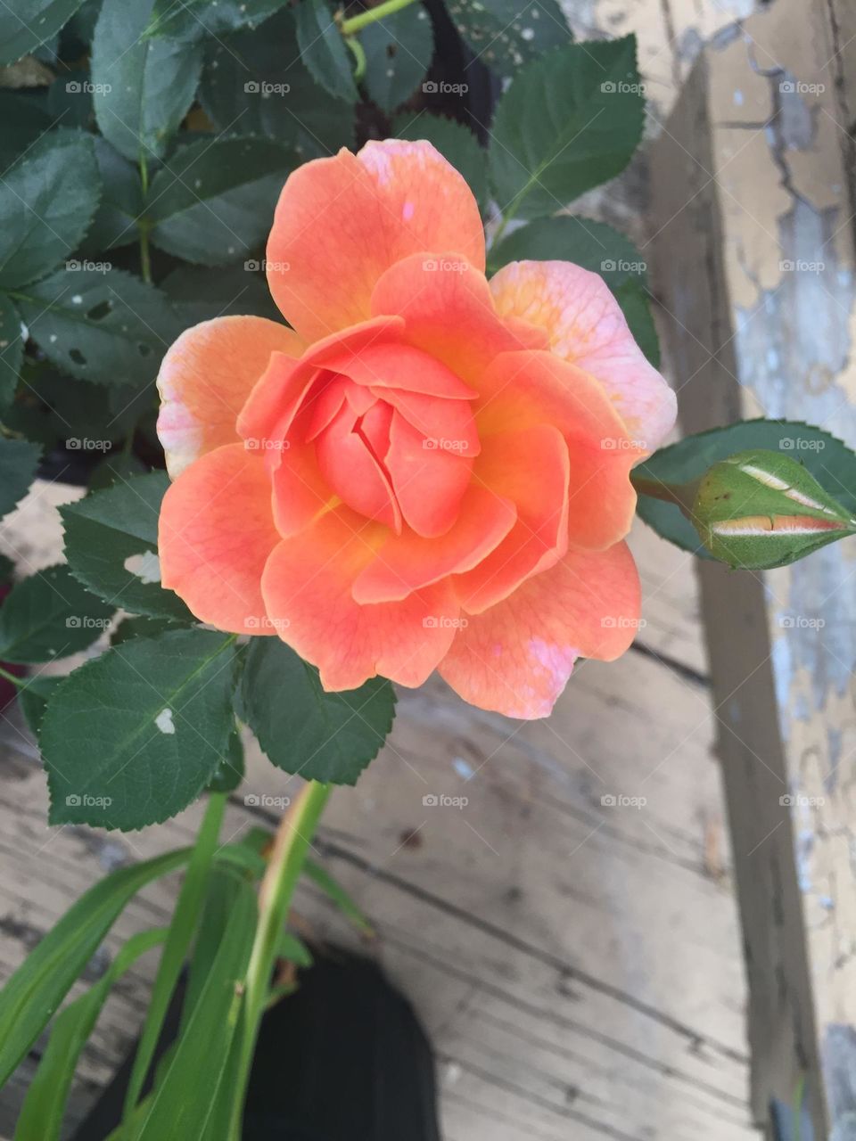 Peach rose on wood 