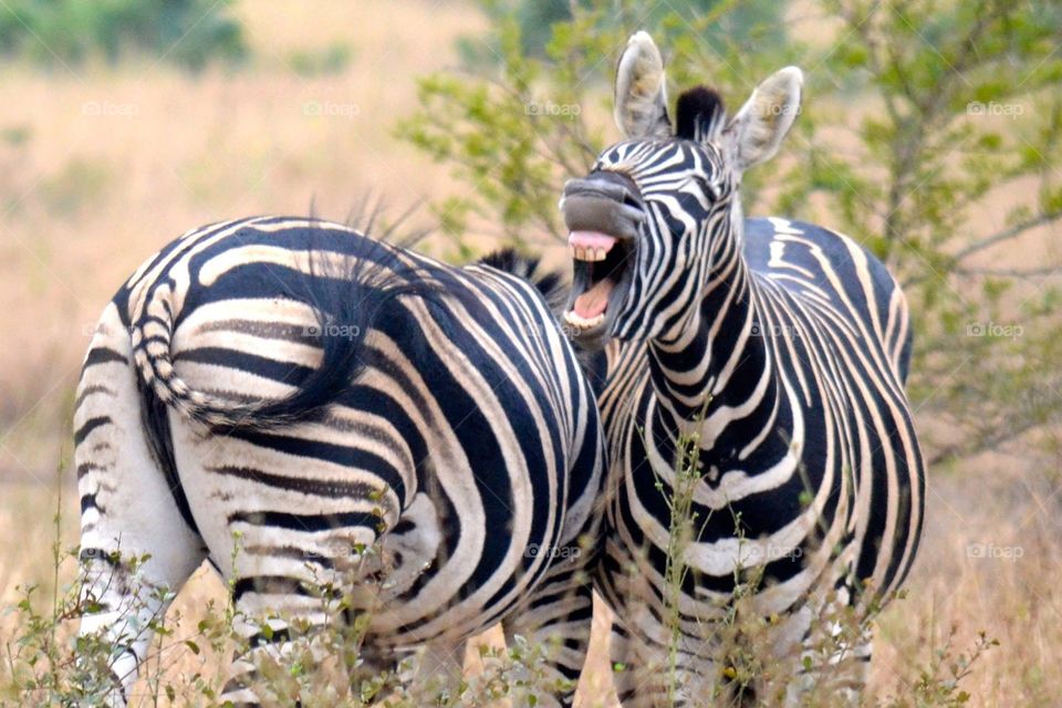 Zebra laughs