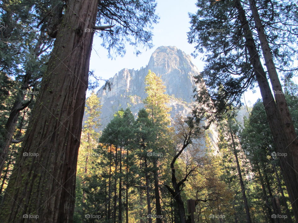 captured. Upshot of Redwoods grasping the beauty of  the at mountains , in early fall at Yosemite National Park.