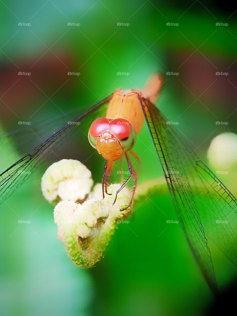 Close up shoot of dragonfly using macro lens. Photo taken in Putrajaya garden, Malaysia.