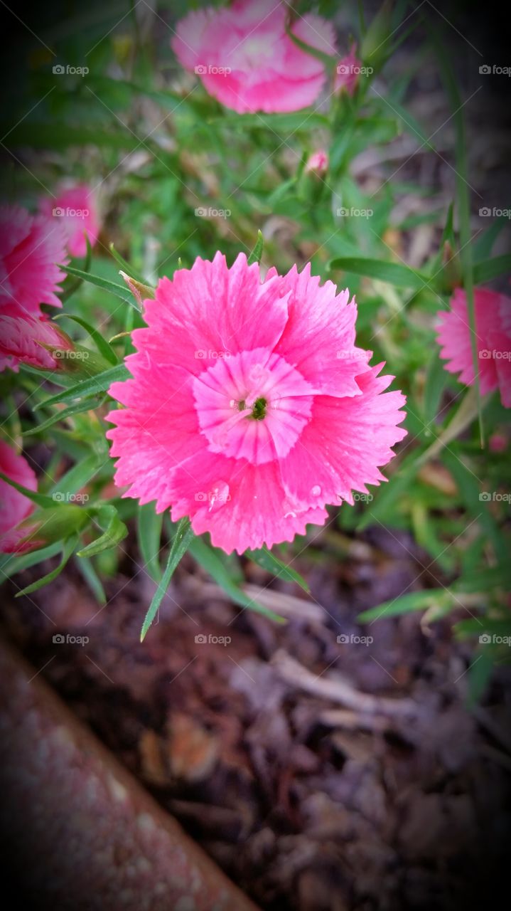 Pink Flower