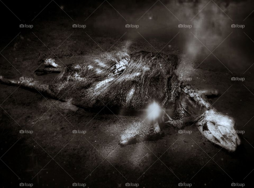 Smuggled photo from Area 51- Alien DNA extraction from bovine specimen. ReUpload 