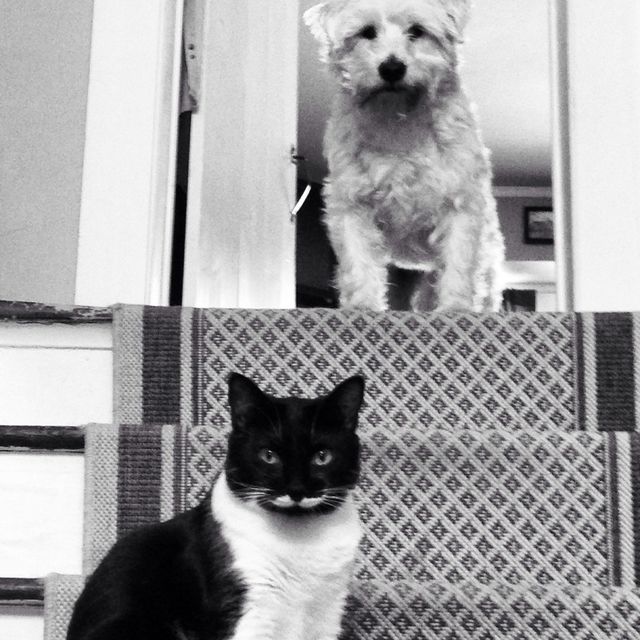 pet