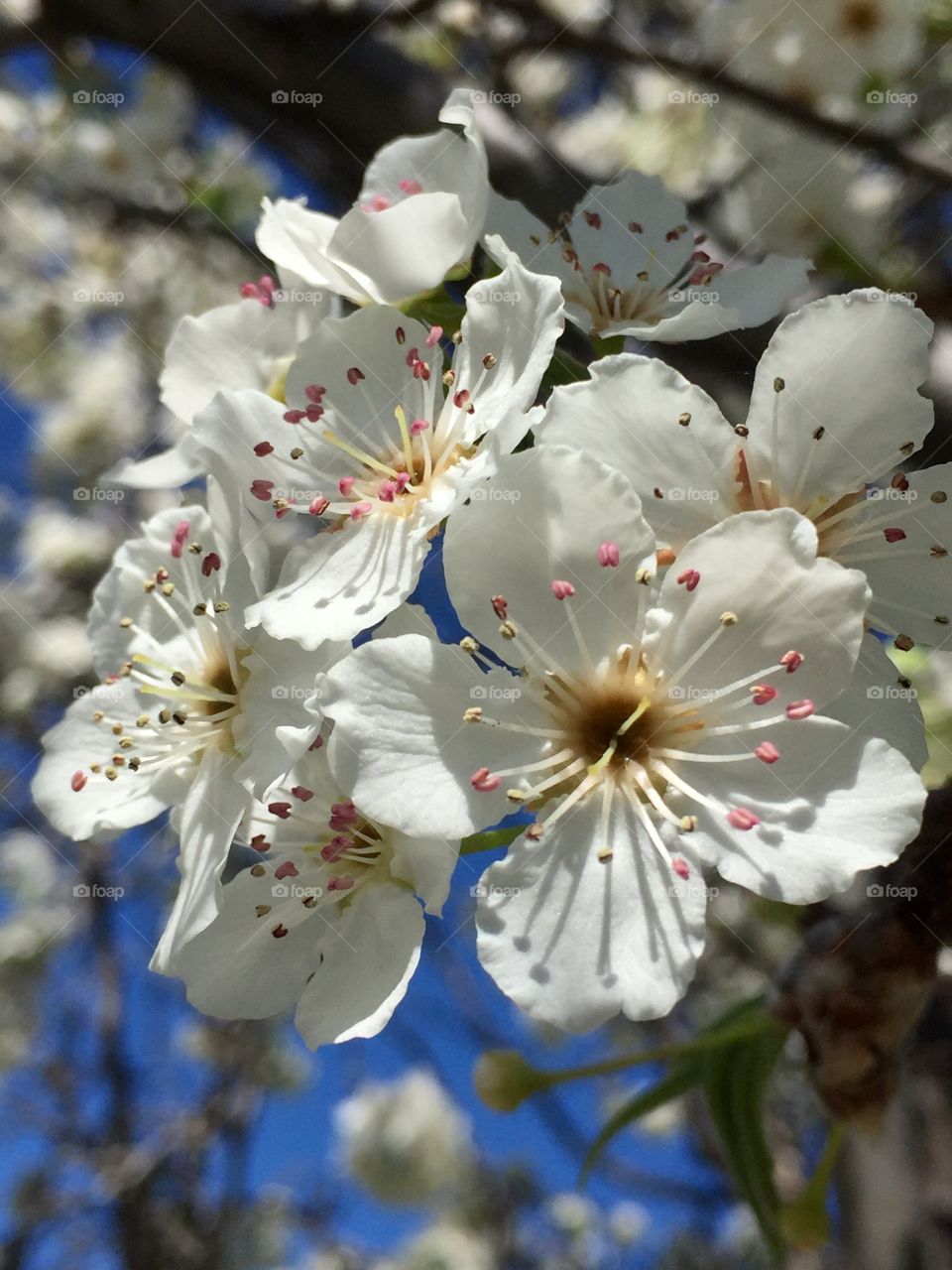 Spring blooming 