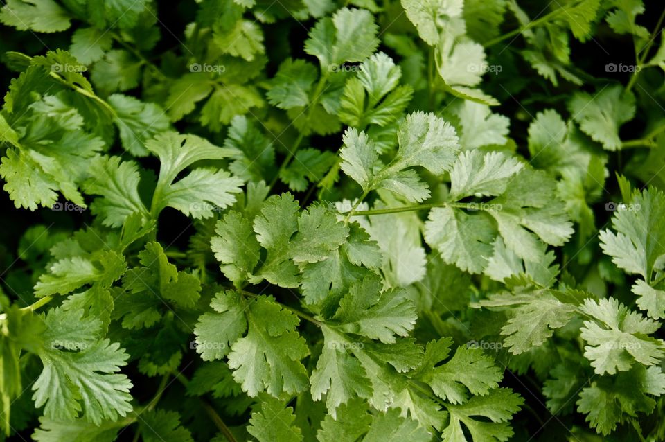 Coriander