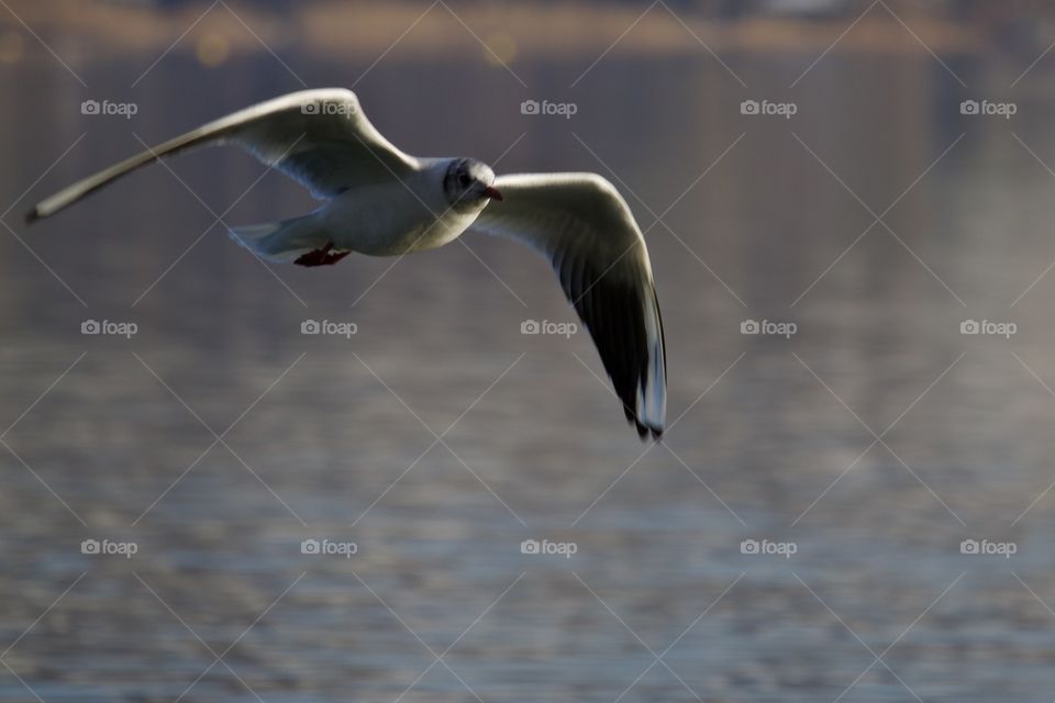 Flying Seagull