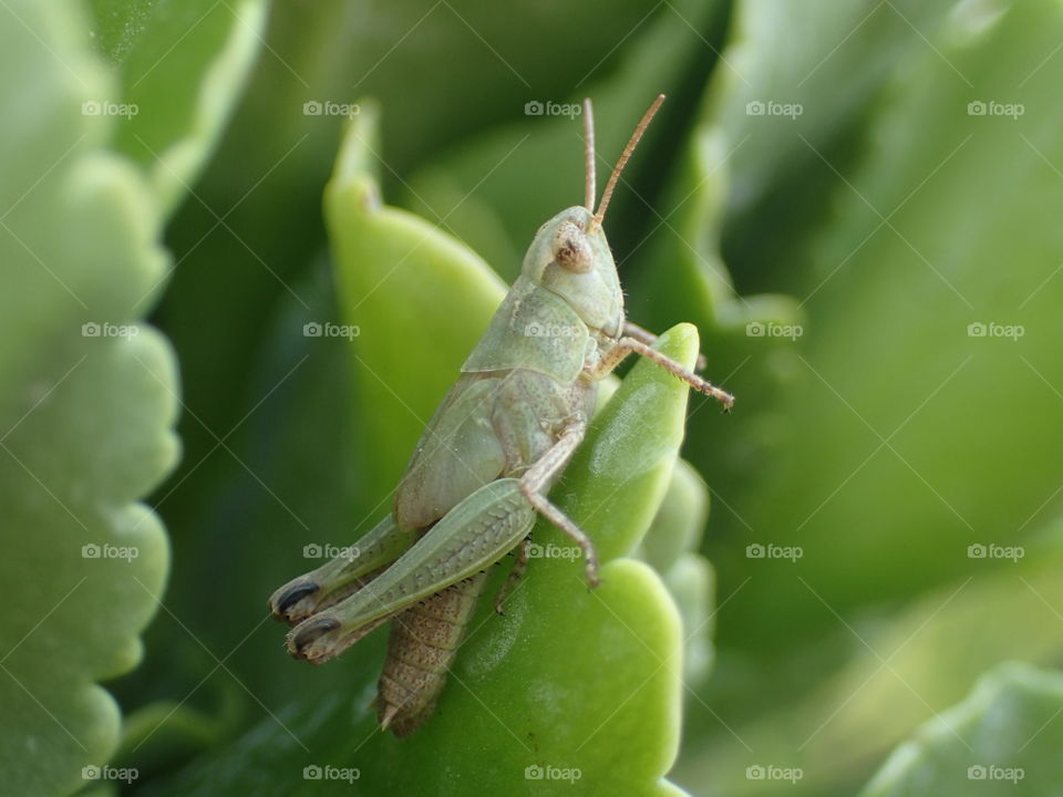 Green Grasshopper on the plant