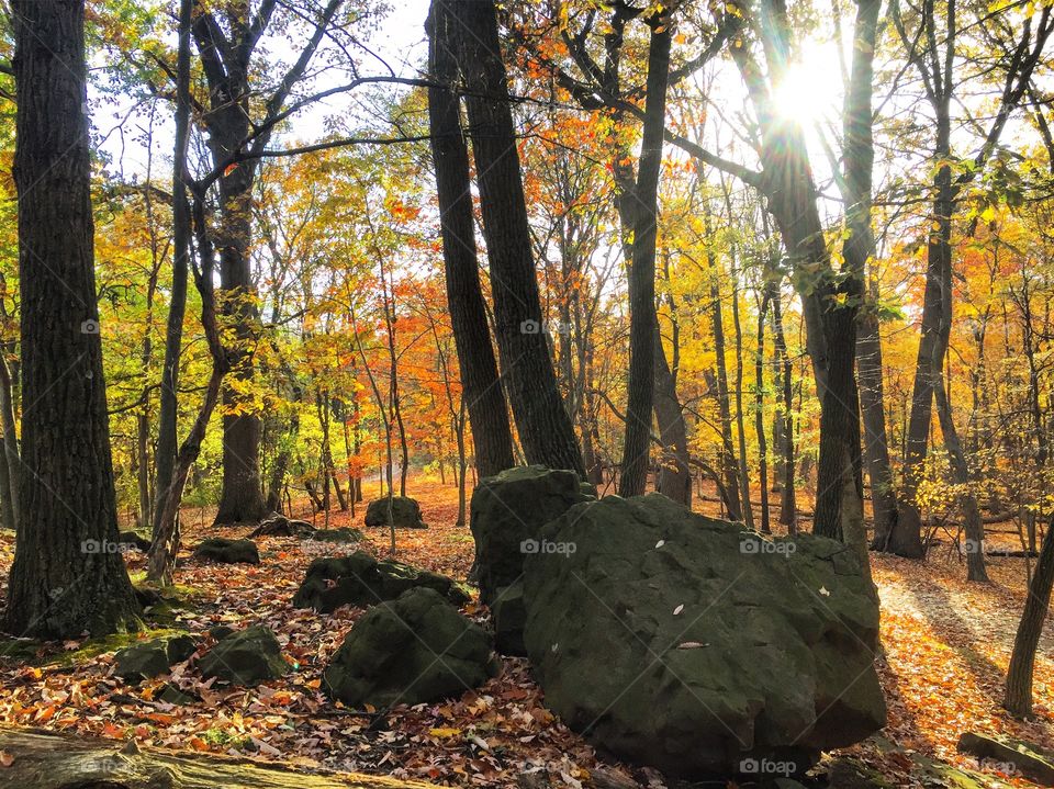 Sunlight through the forest in autumn