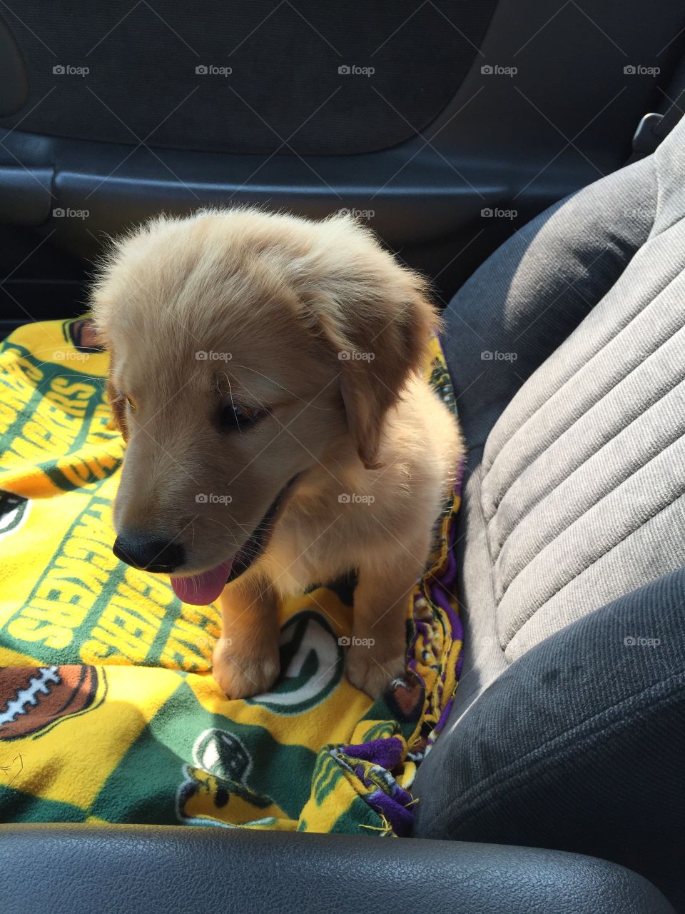 Enjoying the ride home from adoption!