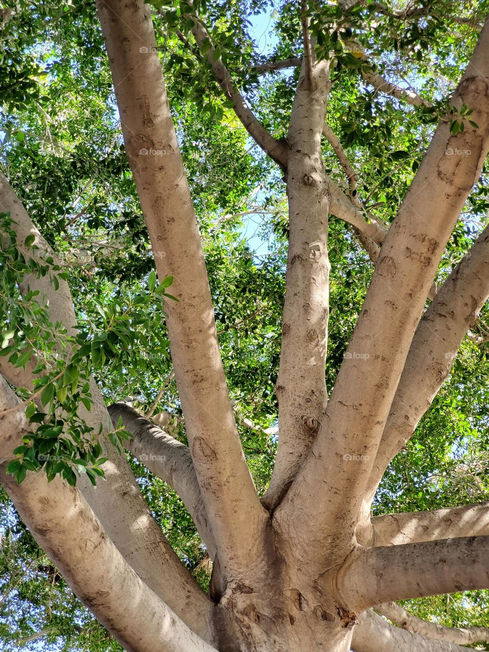 Tree Trunk in Spring