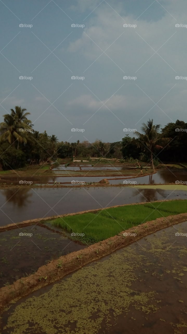 amazing rice field