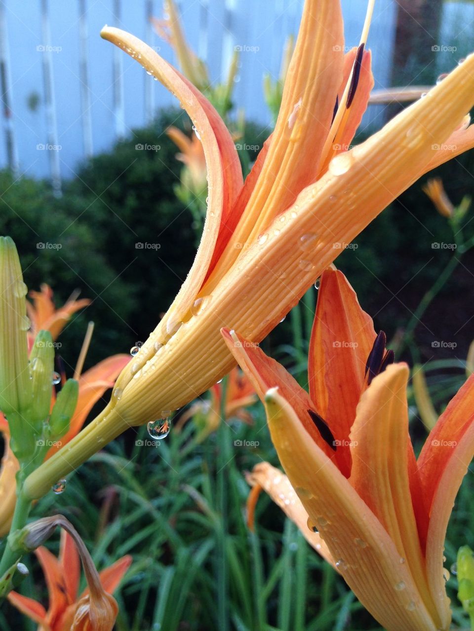 Dew drops on day lily