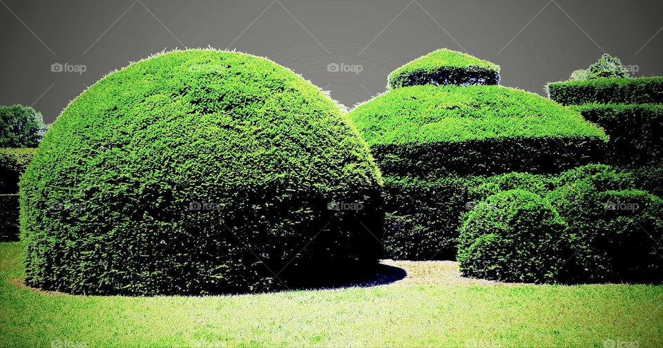 Topiary 