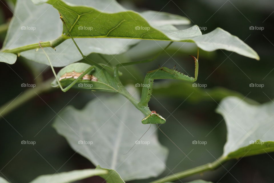Green - praying mantis hanging from the underside of a coral tree leaf