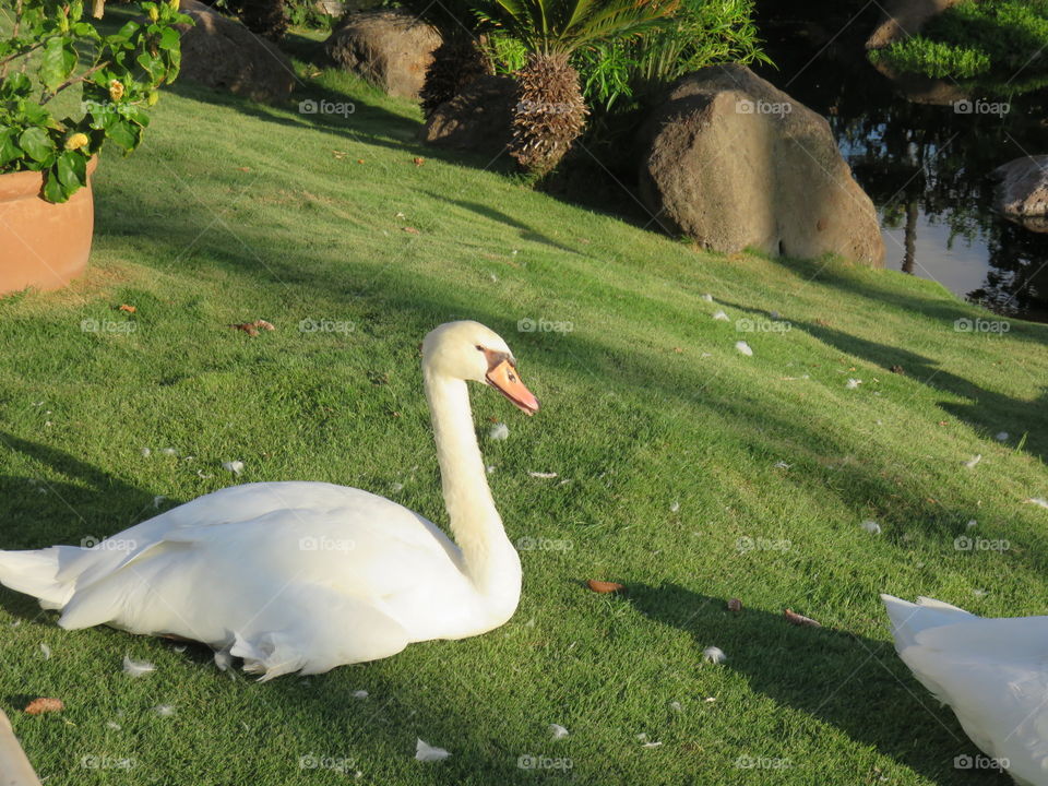 Swan