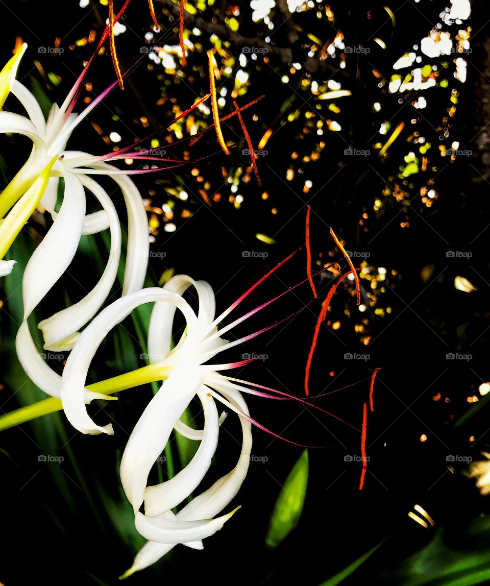 White flowers