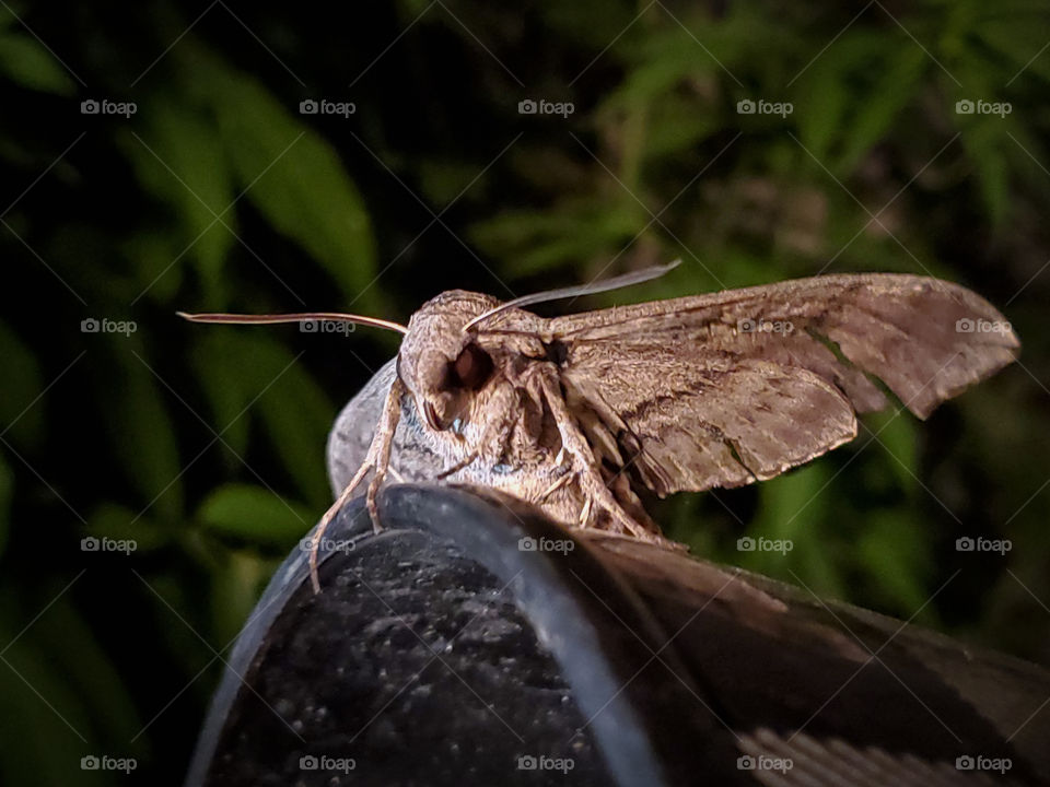 Tomato hornworm moth