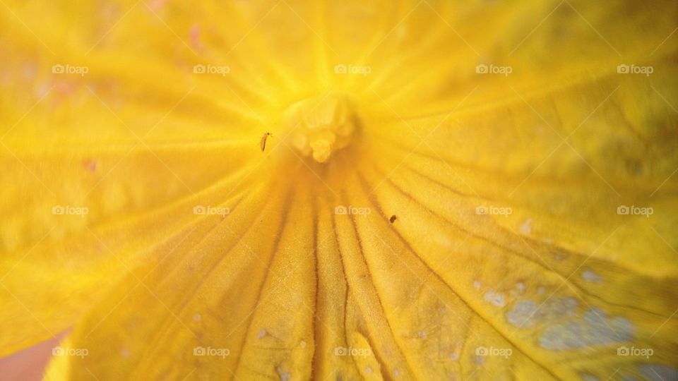 yellow Flower 