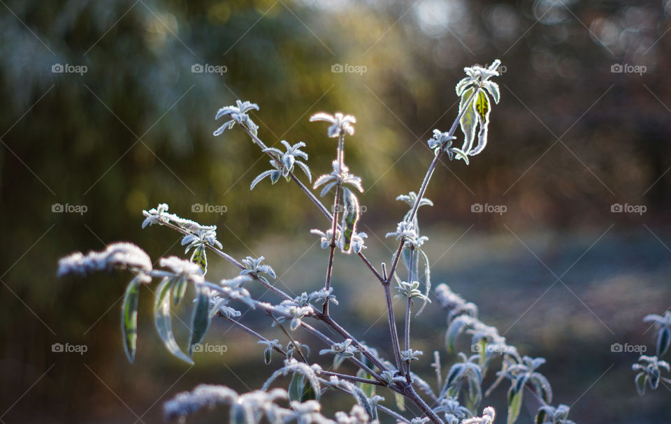 Flower in frost