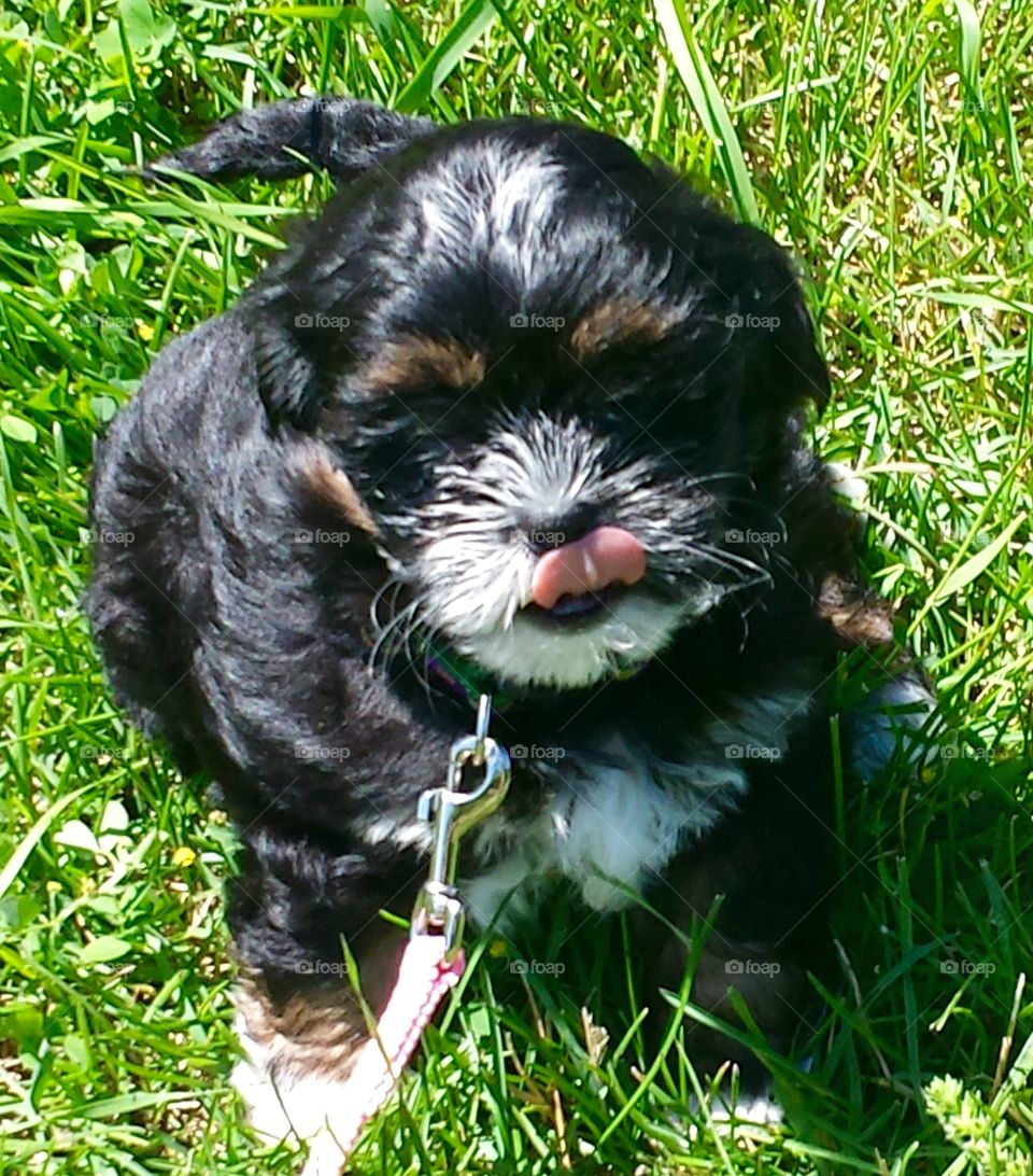 Zanna at Home. Puppy in the Grass