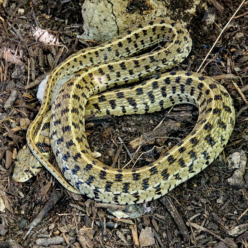 Ophidiophobia - fear of snakes