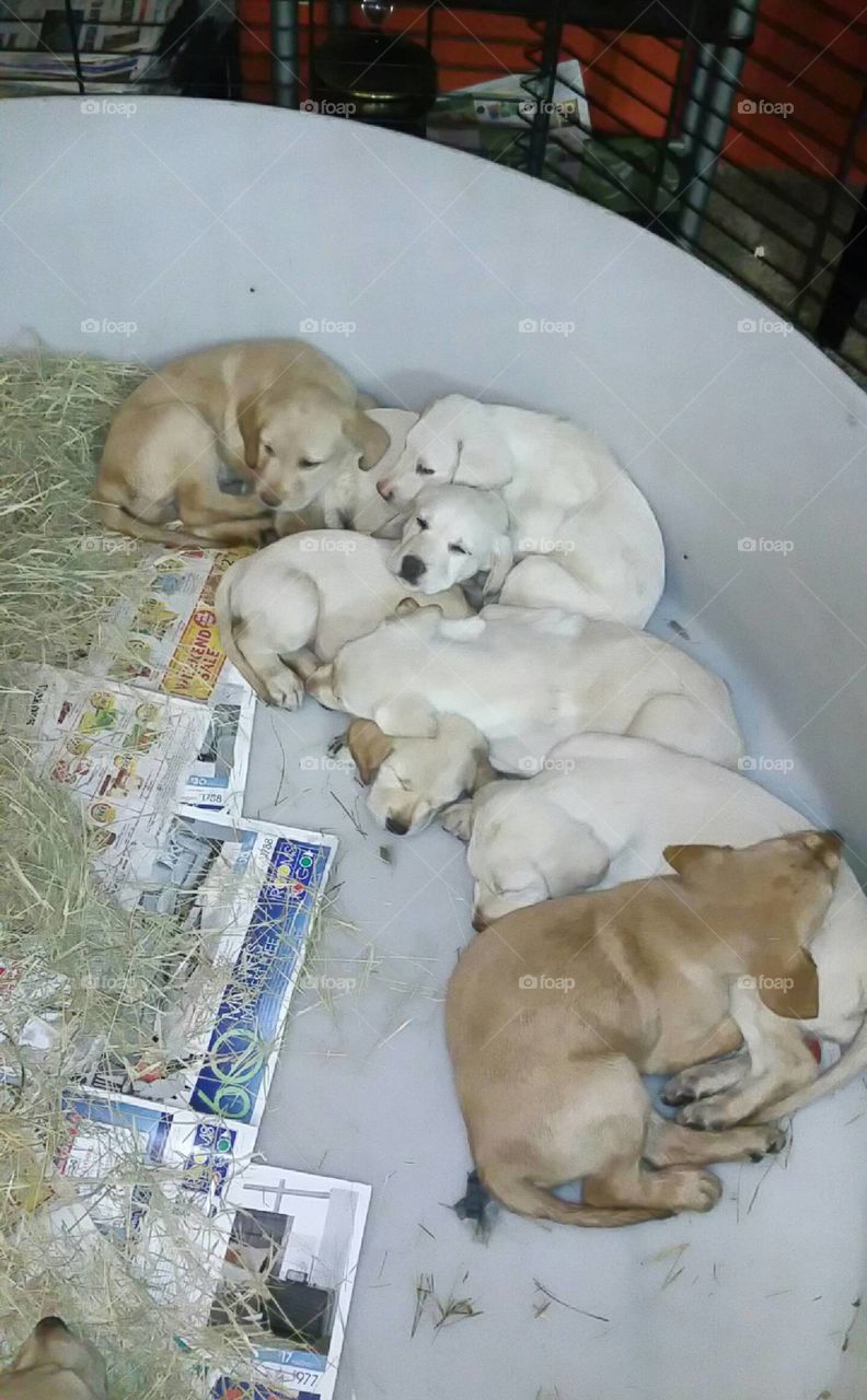 sleeping lab puppies