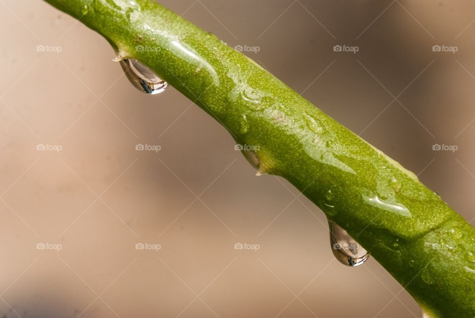 Drop on green twig