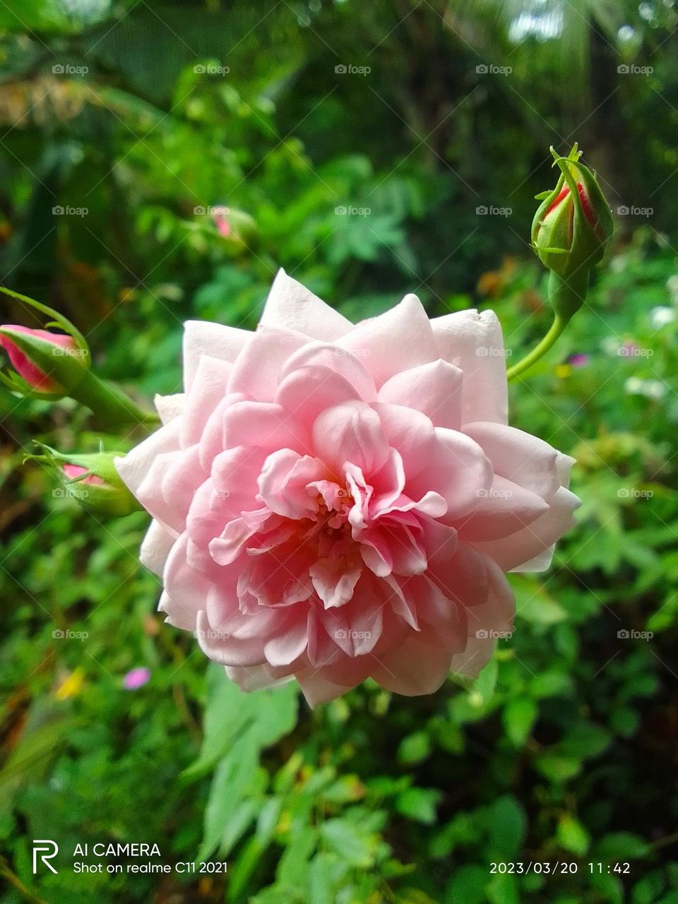Sri lankan beautiful rose