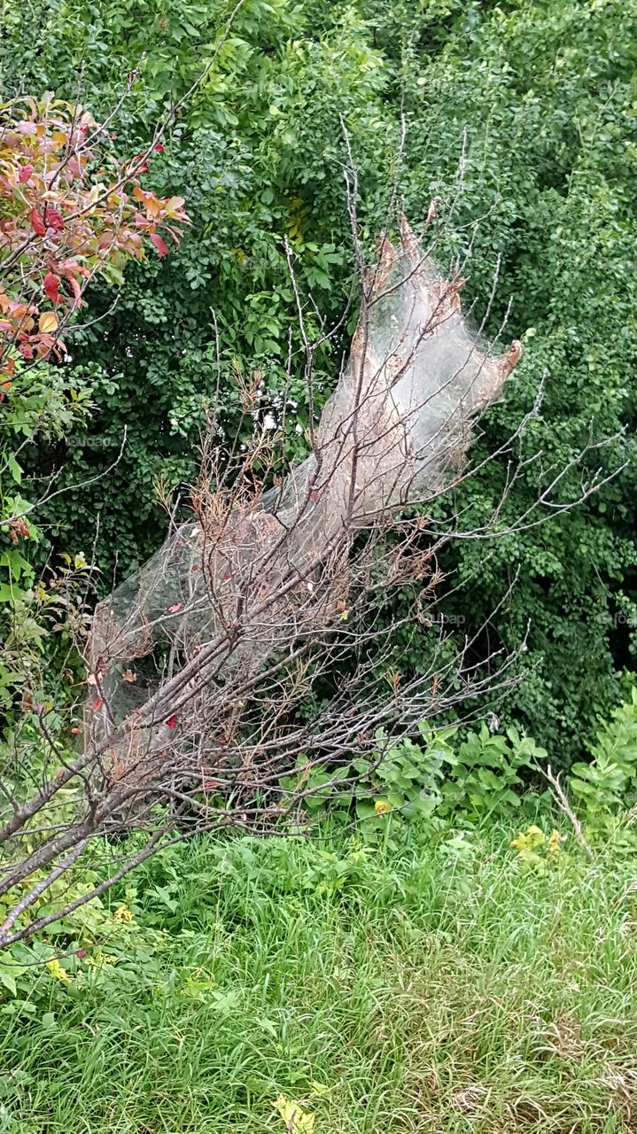 spider web in engulfing tree