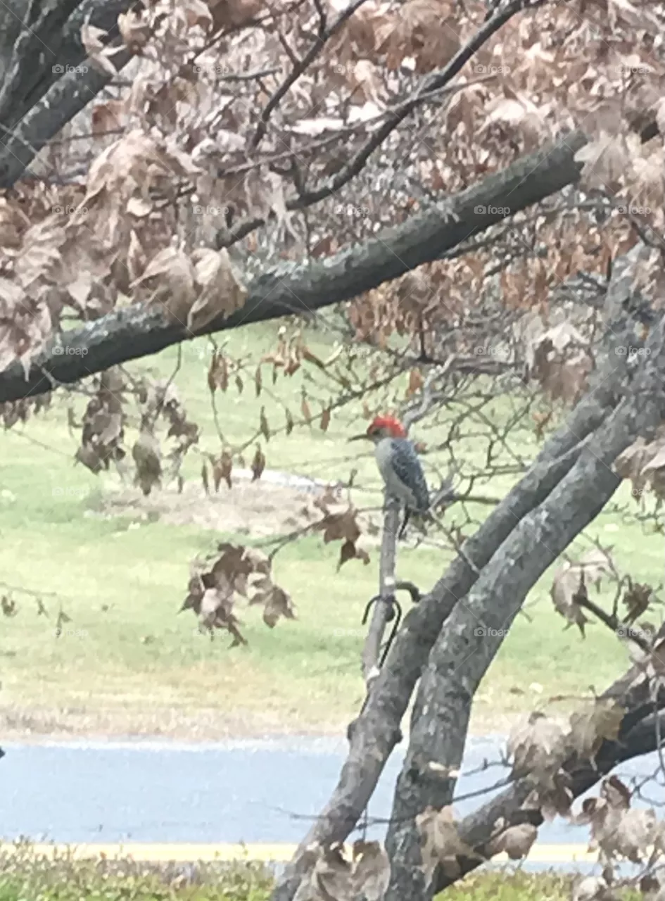 Woodpecker