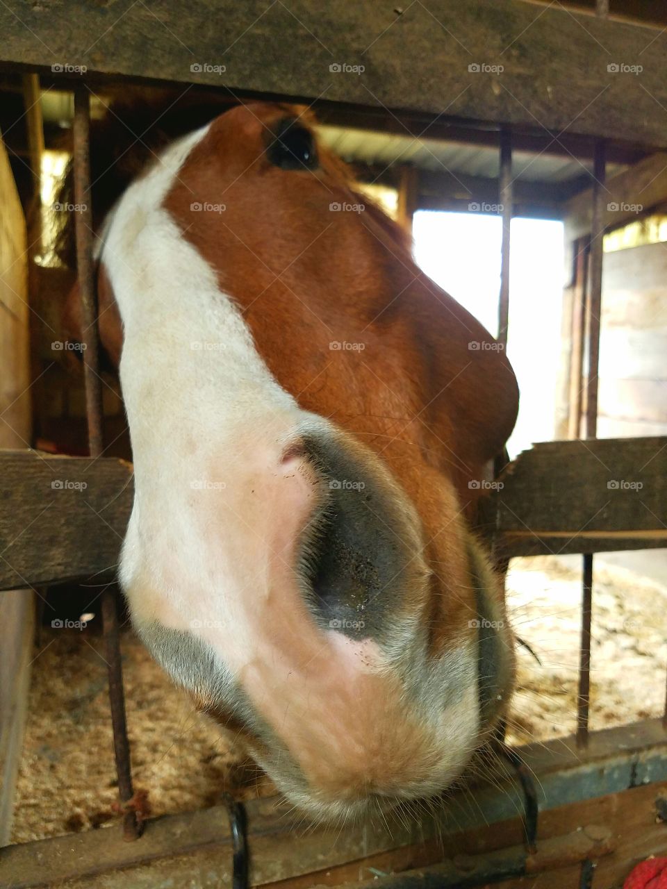 sweet brown horse asking for love