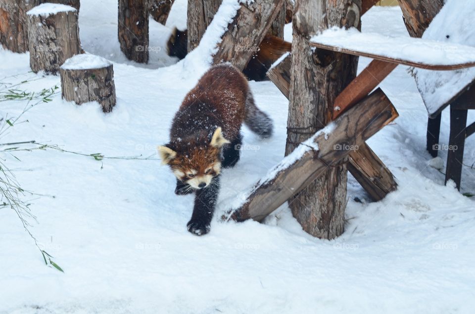 Red Panda in Asahiyama Zoo