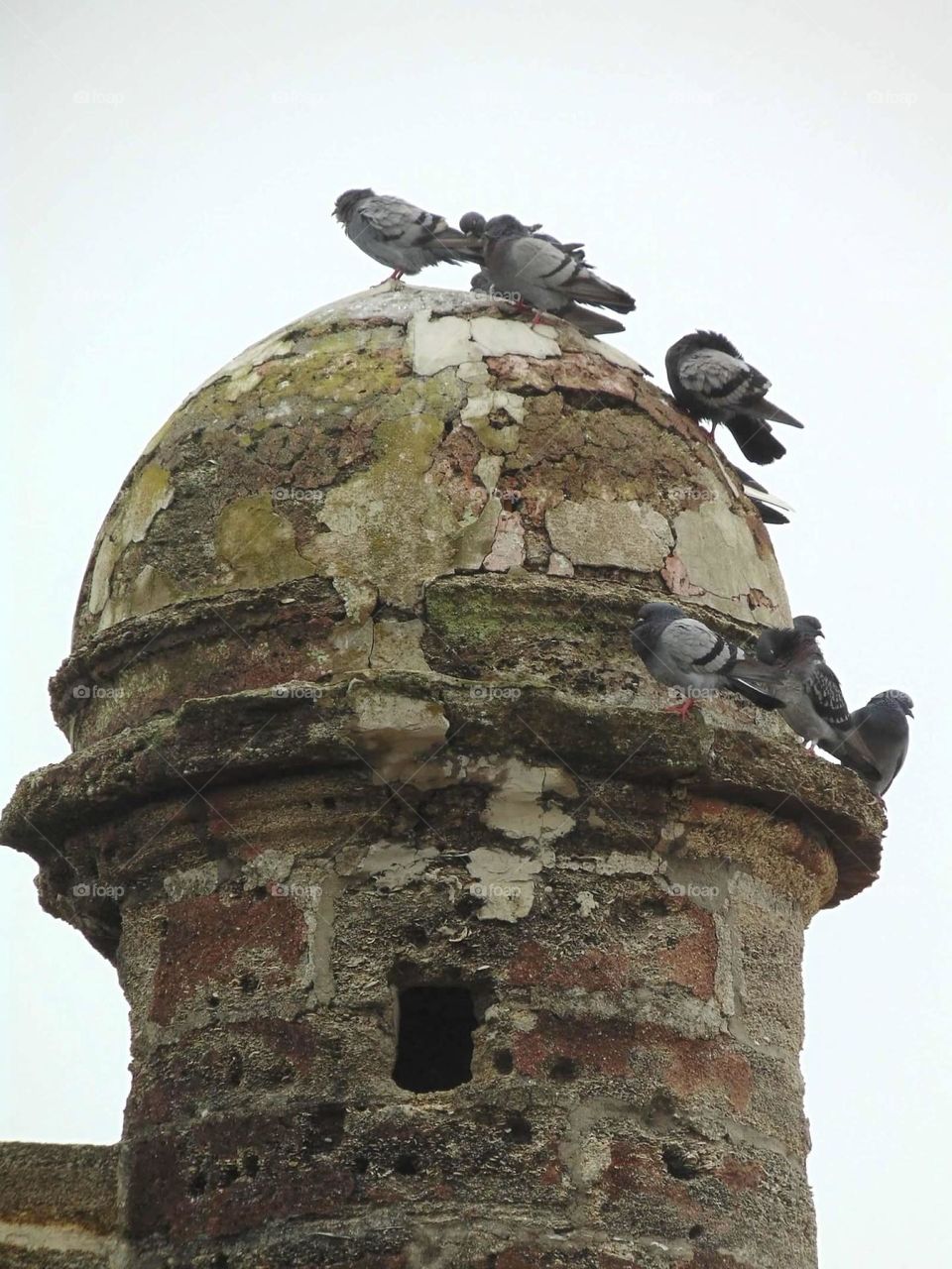 Pigeons on an old fort 