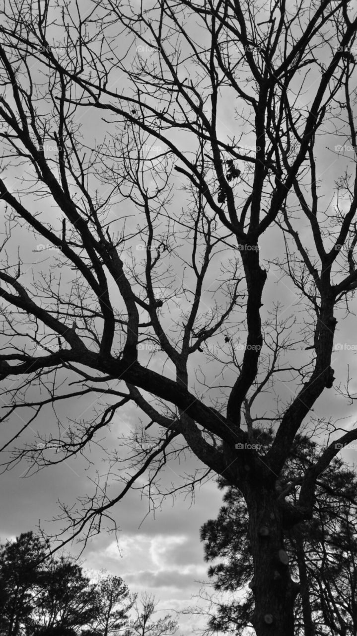 Tree branches. obsessed.