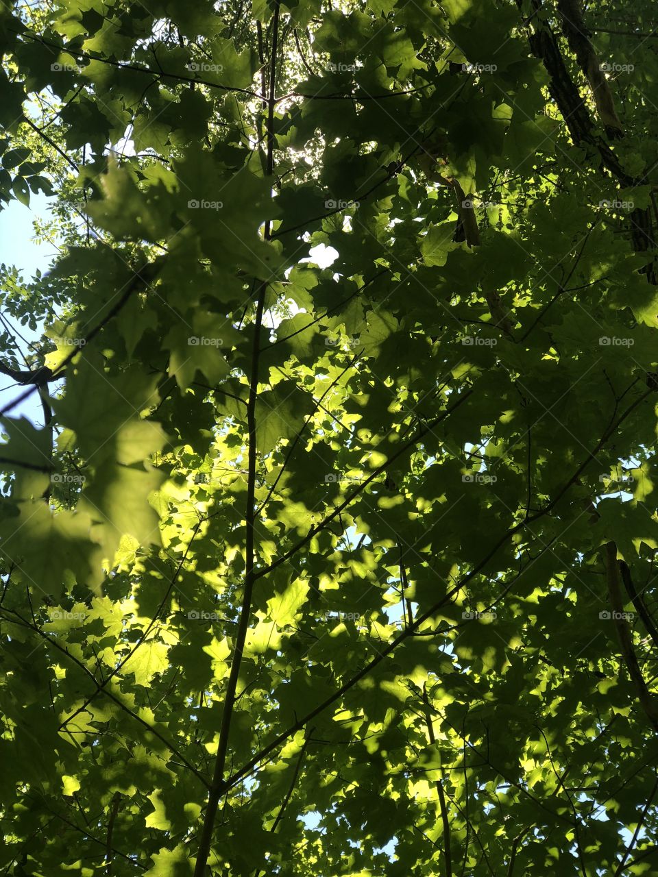 Sun shinning through beautiful tree top leaves during an outdoor nature walk in the forest 