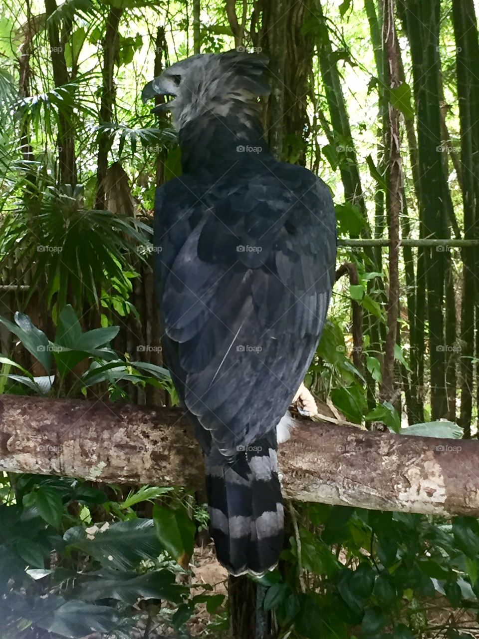 Large gray bird perching on a stick in the Belize zoo.