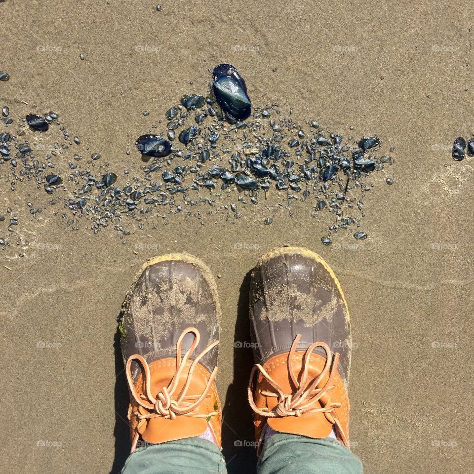 Tiny ocean creatures in the sand in Oregon 