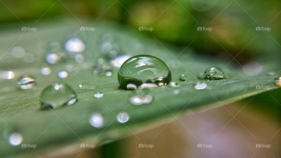 raindrop on leaf