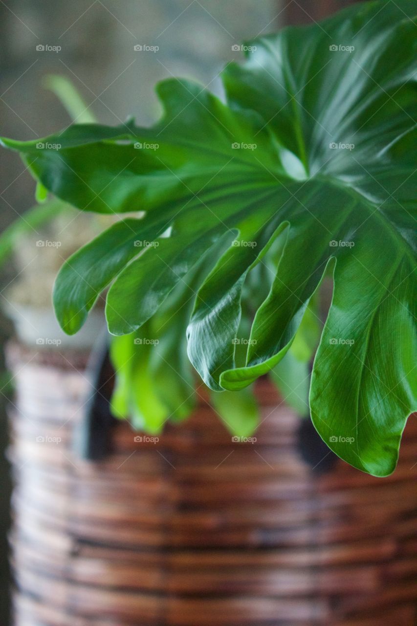 Closeup of the leaf of a large house plant in a dark woven basket