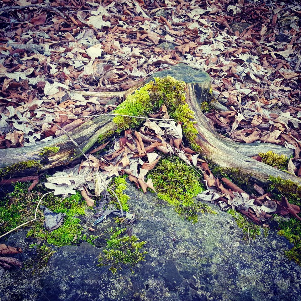 Nature, Wood, Leaf, Tree, Environment