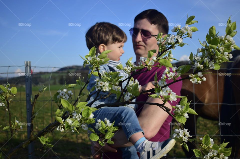 Smiling father holding his son behind blooming in spring branch of pear tree against clear blue sky and green meadows