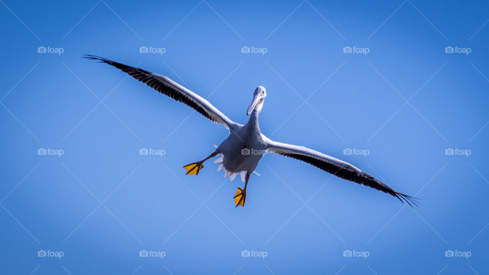 White bird flying against blue sky