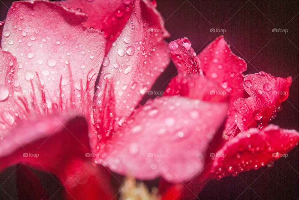 Dew drop on pink flower