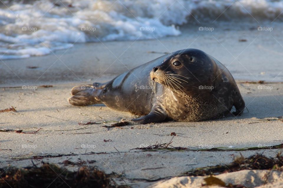 Sea lion at beach