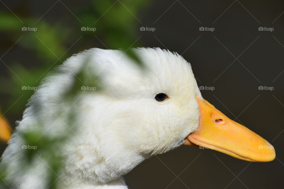 White Ducks