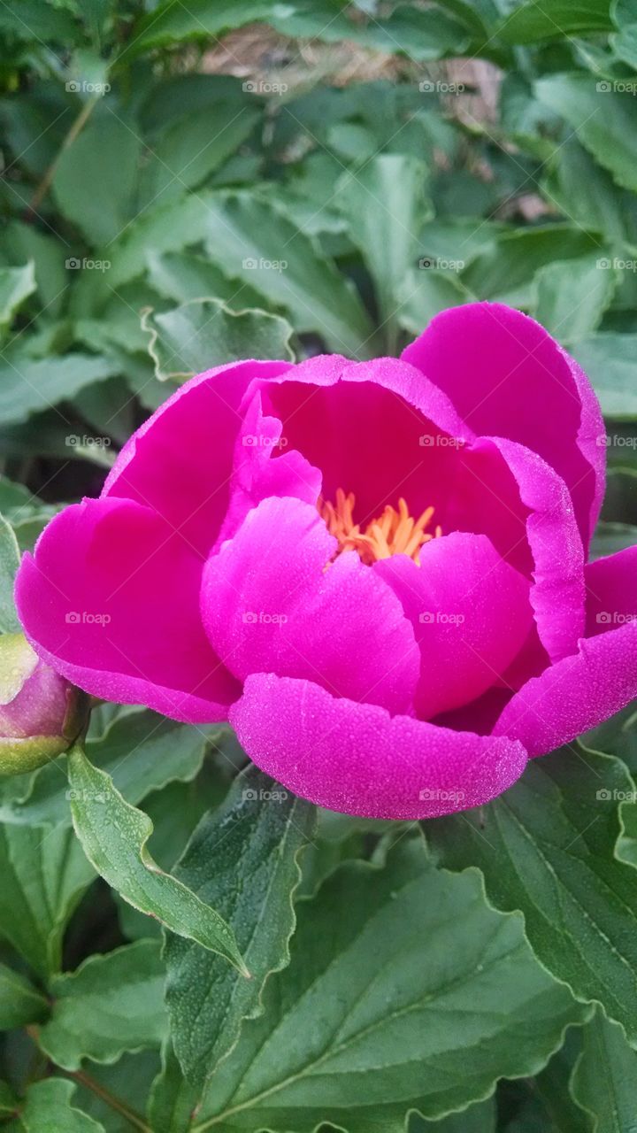 Single pink peony in the dew. garden in Baltimore